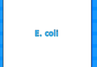 E. coli
