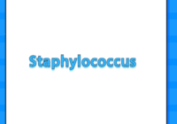 Staphylococcus