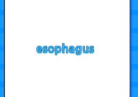 esophagus