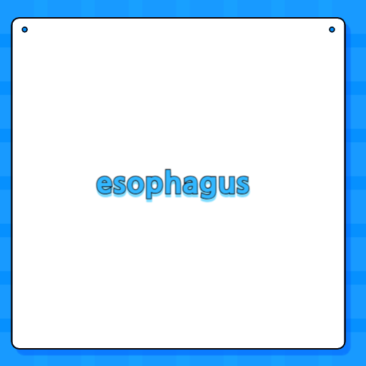 esophagus