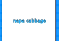 napa cabbage